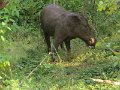 G (92) Wild boar - Yala NP